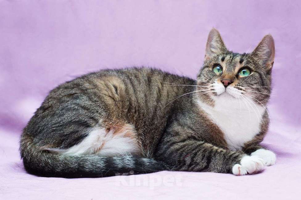 Кошки в Москве: Спокойная зеленоглазая дива Лада в добрые руки Девочка, Бесплатно - фото 4