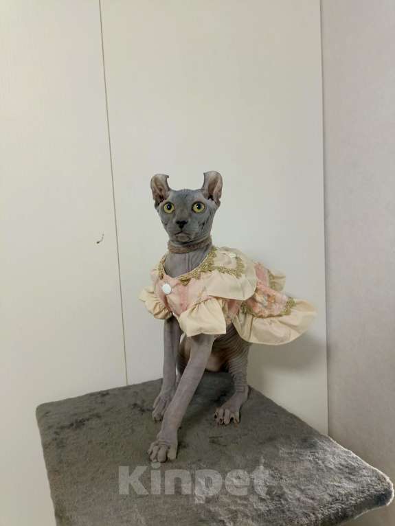 Кошки в Москве: Солидная голубая девочка эльф Мальчик, 180 000 руб. - фото 4