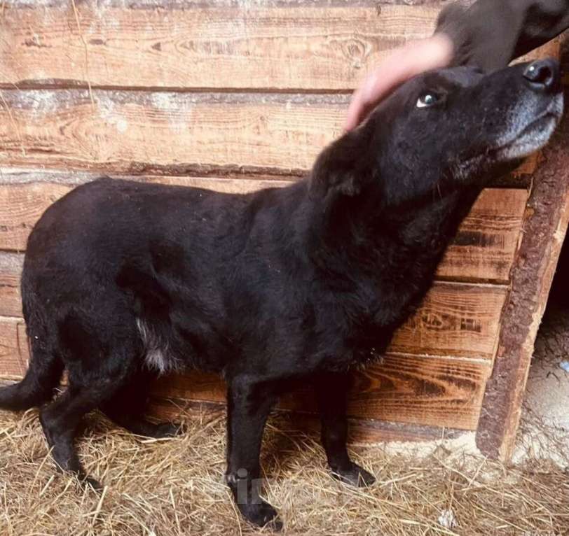 Собаки в других городах Владимирской области: Мудрый Джек в добрые ручки! Мальчик, Бесплатно - фото 3