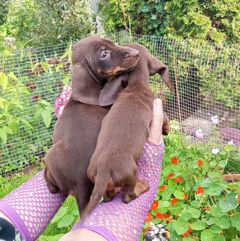 Собаки в Москве: Девочка кроличья 100% гарантия Девочка, 120 000 руб. - фото 2