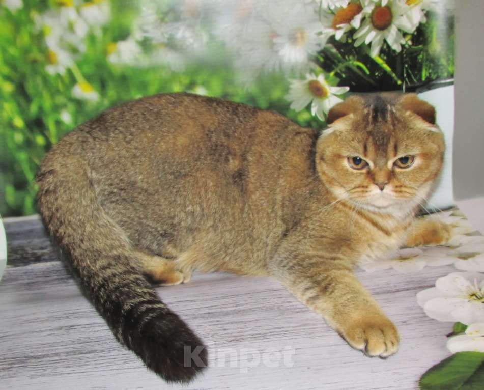 Кошки в Санкт-Петербурге: шотландская кошечка фолд Девочка, 35 000 руб. - фото 1