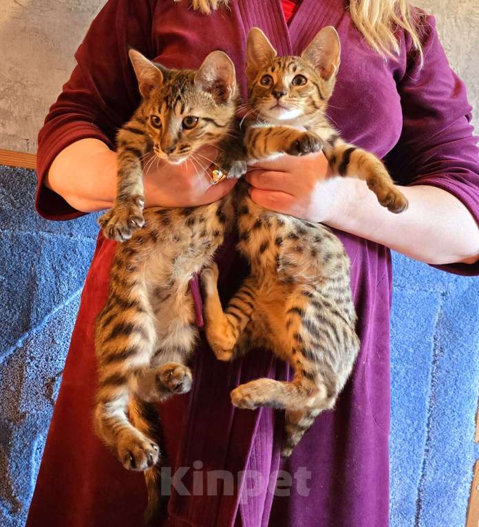 Кошки в Санкт-Петербурге: Котята Саванна Разнополые, 50 000 руб. - фото 2