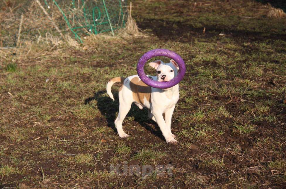 Собаки в других городах Московской области: Американский стаффордширский терьер щенки Мальчик, Бесплатно - фото 4