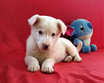 Собаки в Санкт-Петербурге: Неописуемой красоты белый щенок Мальчик, Бесплатно - фото 2