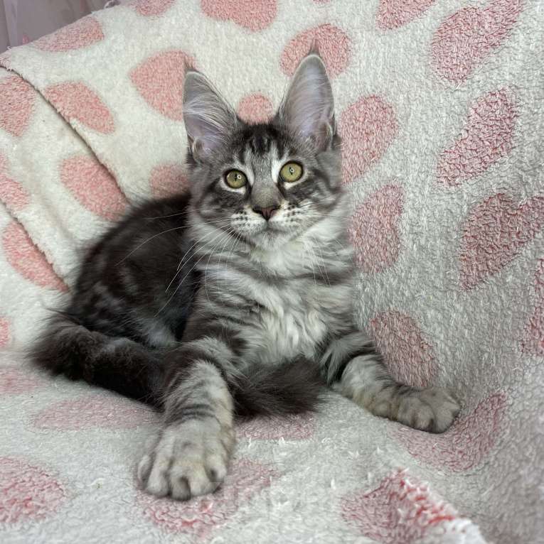 Кошки в Дмитрове: Черная серебристая мраморная девочка мейн кун Zaura Девочка, 25 000 руб. - фото 3