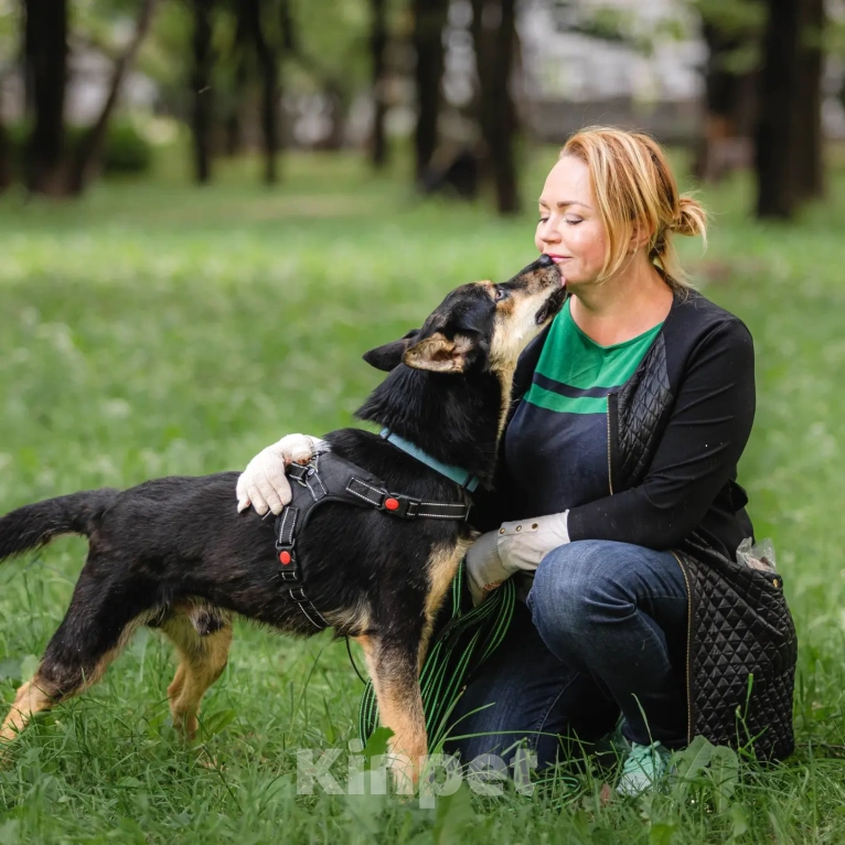 Собаки в Москве: Ласковый и волевой обнимака Чейз не может без человека, слишком для него это тяжело... Мальчик, Бесплатно - фото 3
