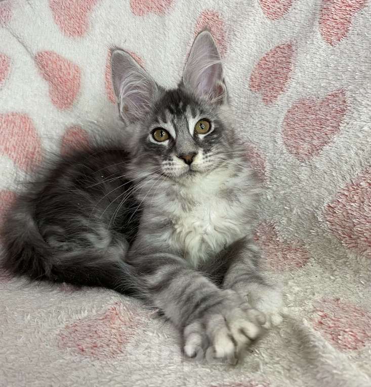 Кошки в Дмитрове: Черная серебристая мраморная девочка мейн кун Zlata Девочка, 30 000 руб. - фото 5