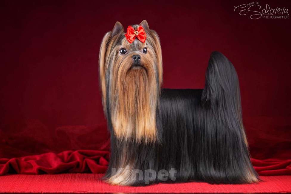 Собаки в Санкт-Петербурге: Йорк Мальчик стандарт  Мальчик, 40 000 руб. - фото 4