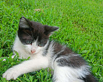 Кошки в Уфе: Котенок, мальчик Мальчик, Бесплатно - фото 1