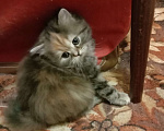 Кошки в Краснодаре: Кошечка - черепашечка Девочка, 5 000 руб. - фото 3
