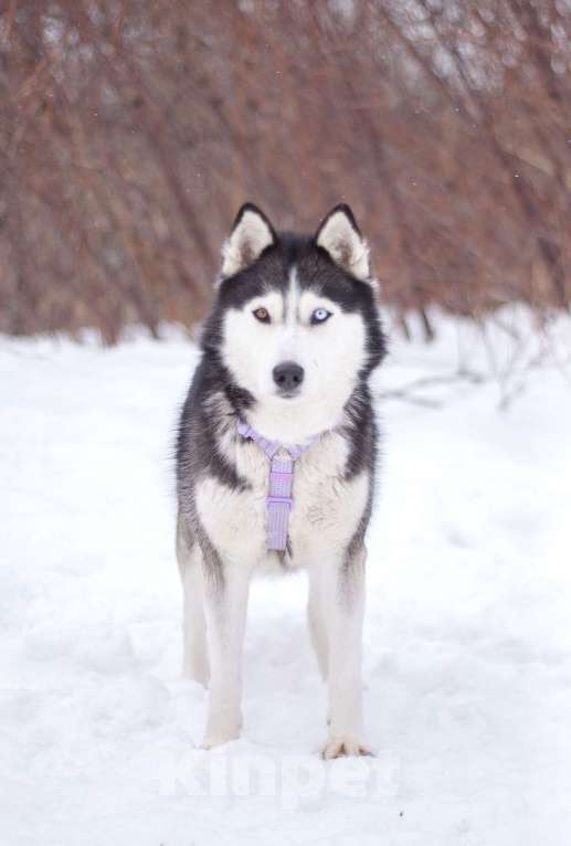 Собаки в Москве: Собака в добрые руки Мальчик, Бесплатно - фото 3