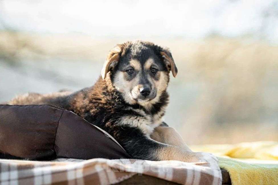 Собаки в Москве: Щенок в дар  Мальчик, Бесплатно - фото 4