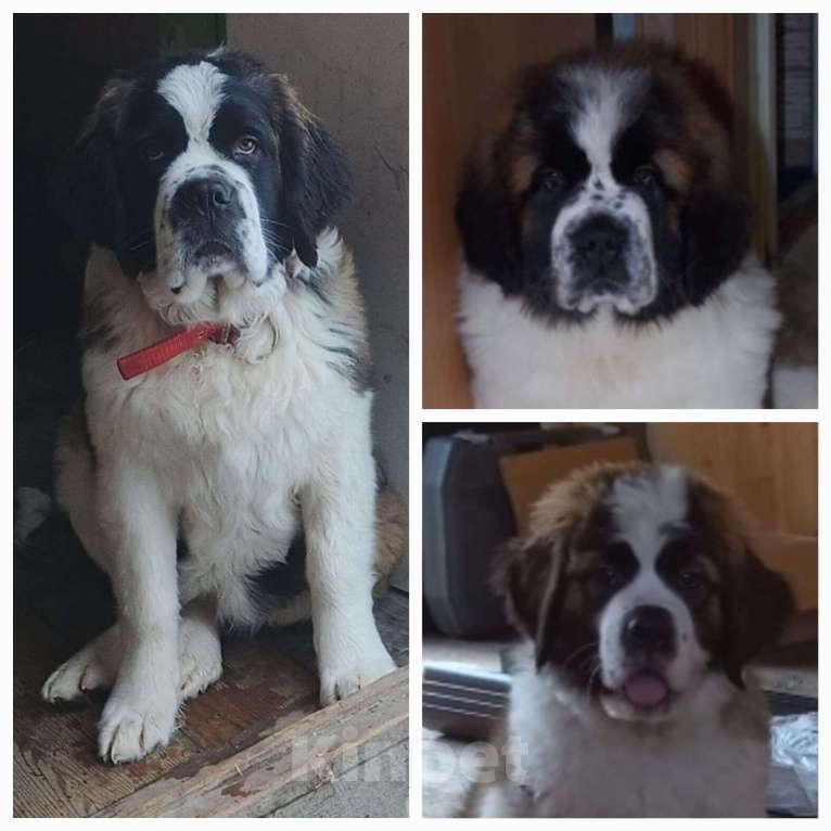 Собаки в Красноярске: Сенбернар  , МС  щенки ,Красноярск Мальчик, Бесплатно - фото 1