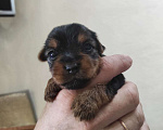 Собаки в Жигулевске: Мальчик Йоркширского терьера стандарт Мальчик, 28 000 руб. - фото 4