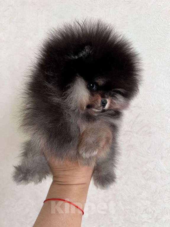 Собаки в Павловском Посаде: Мальчики померанского шпица Мальчик, 100 000 руб. - фото 2