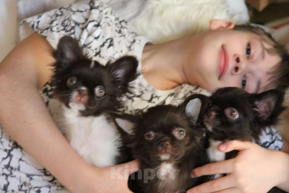 Собаки в Москве: Эксклюзивный мальчик  Мальчик, Бесплатно - фото 5