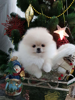 Померанский шпиц