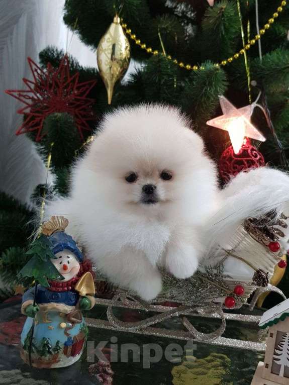 Собаки в Перми: Померанский шпиц Мальчик, 50 000 руб. - фото 1