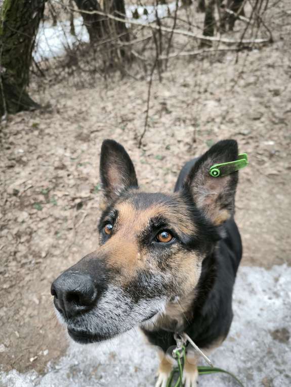 Собаки в Балашихе: Очаровательная Цуна ищет семью Девочка, Бесплатно - фото 3