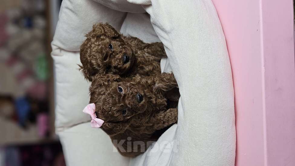 Собаки в Химках: Той-пудель щенки мальчики Мальчик, 200 000 руб. - фото 2