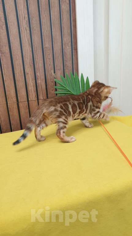 Кошки в Москве: Бенгальстке котята с документами. Мальчик, 55 000 руб. - фото 10