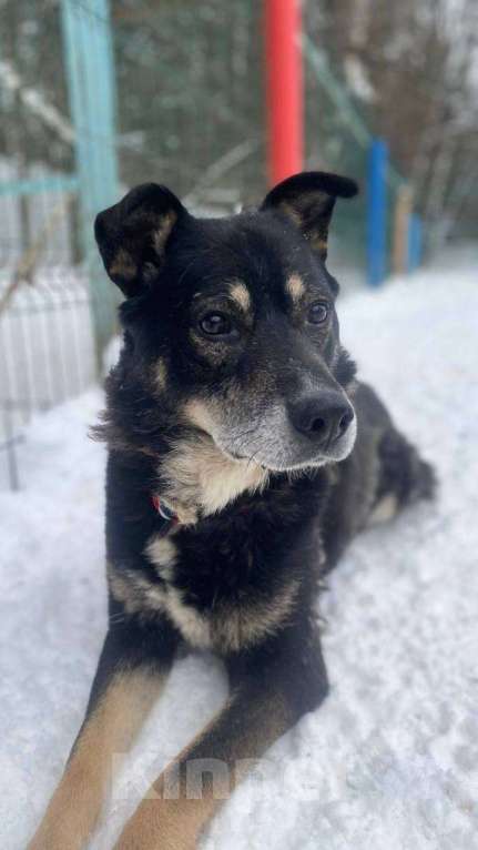 Собаки в Москве: Старичок Тео Мальчик, Бесплатно - фото 5