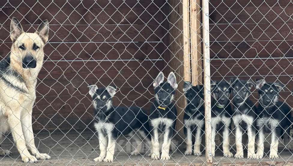 Собаки в Красноярске: Щенки овчарки Девочка, 20 000 руб. - фото 4