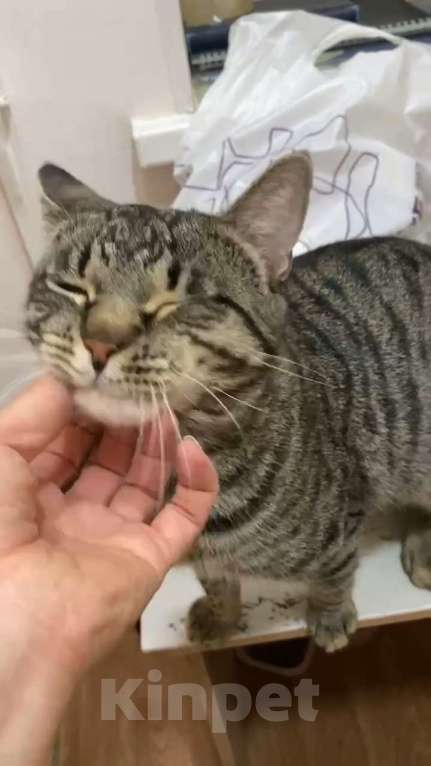 Кошки в Москве: Фёдор - кот мечты Мальчик, Бесплатно - фото 3