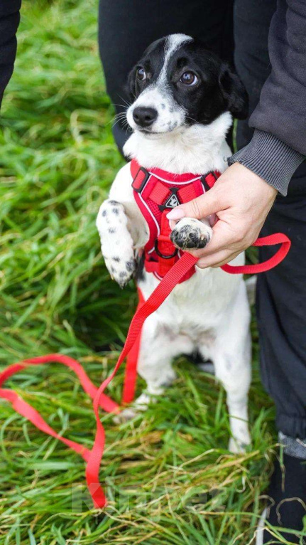 Собаки в Москве: Милая Лиза в добрые ручки Девочка, Бесплатно - фото 2