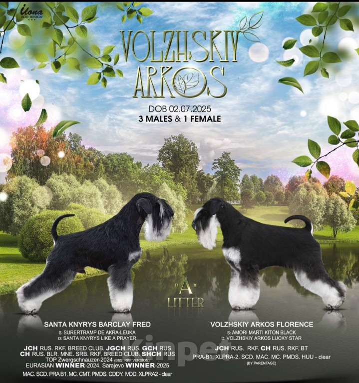 Собаки в Нижнем Новгороде: Продаются щенки цвергшнауцера черный с серебром  Мальчик, 60 000 руб. - фото 3