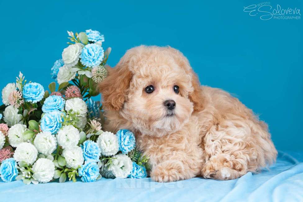 Собаки в Санкт-Петербурге: Щенки мальтипу Девочка, 120 000 руб. - фото 6