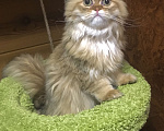 Кошки в Москве: Шотландский Хайленд страйт котик Мальчик, 20 000 руб. - фото 2