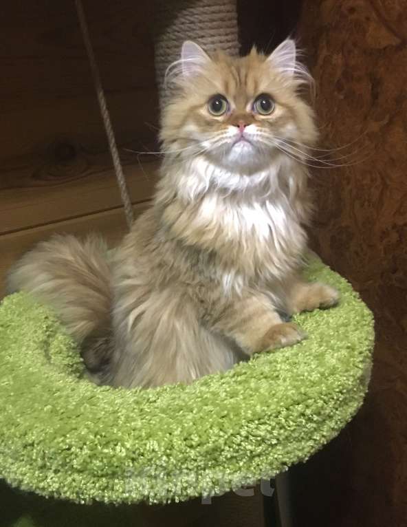 Кошки в Москве: Шотландский Хайленд страйт котик Мальчик, 20 000 руб. - фото 2