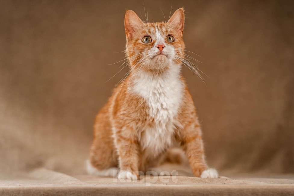 Кошки в Клине: Базилио — ласковый и скромный котик Мальчик, Бесплатно - фото 6