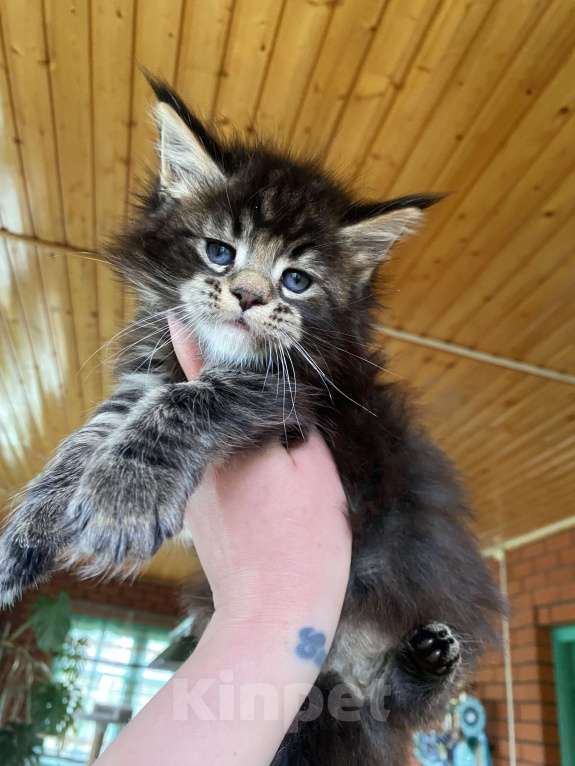 Кошки в других городах Московской области: Мальчишка мейн-кун Мальчик, 60 000 руб. - фото 2