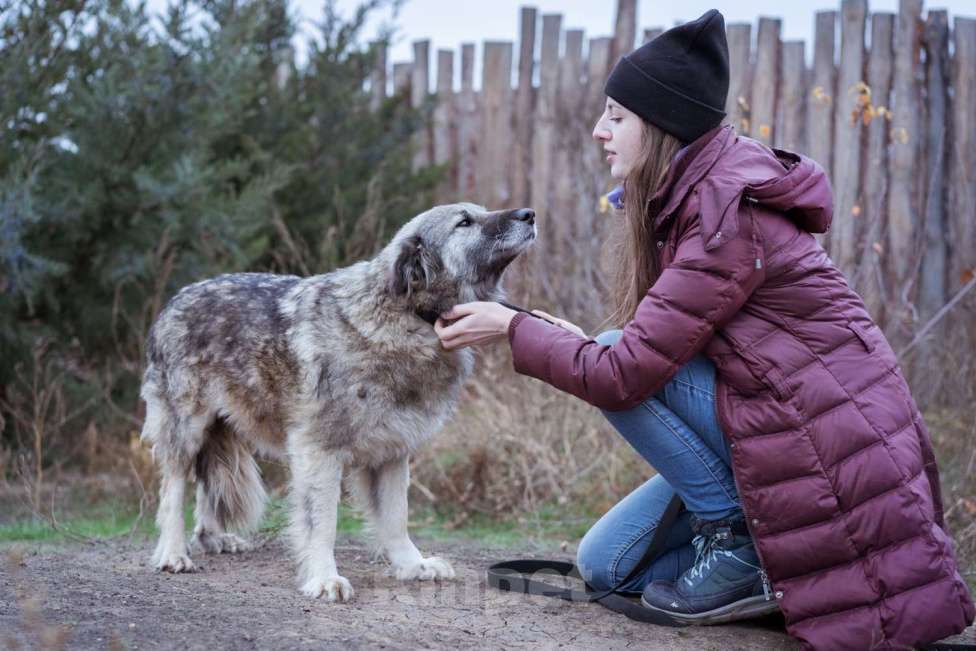 Собаки в Москве: Фенечка - собака сама нежность и любовь Девочка, Бесплатно - фото 3