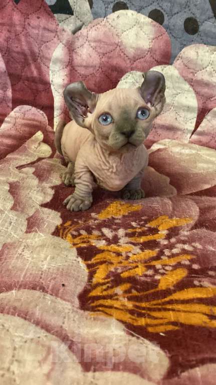 Кошки в Санкт-Петербурге: Двэльф мальчик Мальчик, 65 000 руб. - фото 1