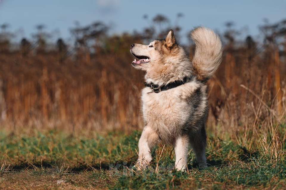 Собаки в Москве: Маламут Аякс ищет дом Мальчик, 1 руб. - фото 4