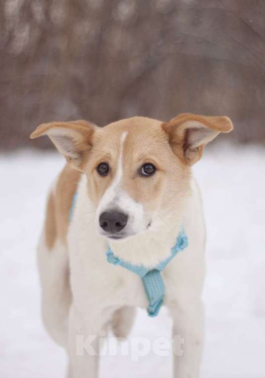 Собаки в Москве: Сама нежность Раф в поисках семьи Мальчик, Бесплатно - фото 1