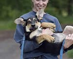 Собаки в Москве: Ушастый очаровательный щенок Микки в добрые руки Мальчик, 1 руб. - фото 2