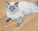 Кошки в Яранске: Шотландский кот вязка, 1 500 руб. - фото 3