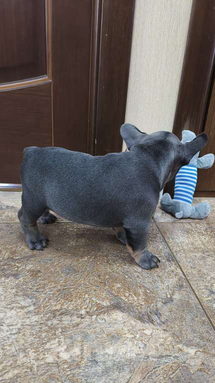 Собаки в Белореченске: Французский бульдог Девочка, Бесплатно - фото 4