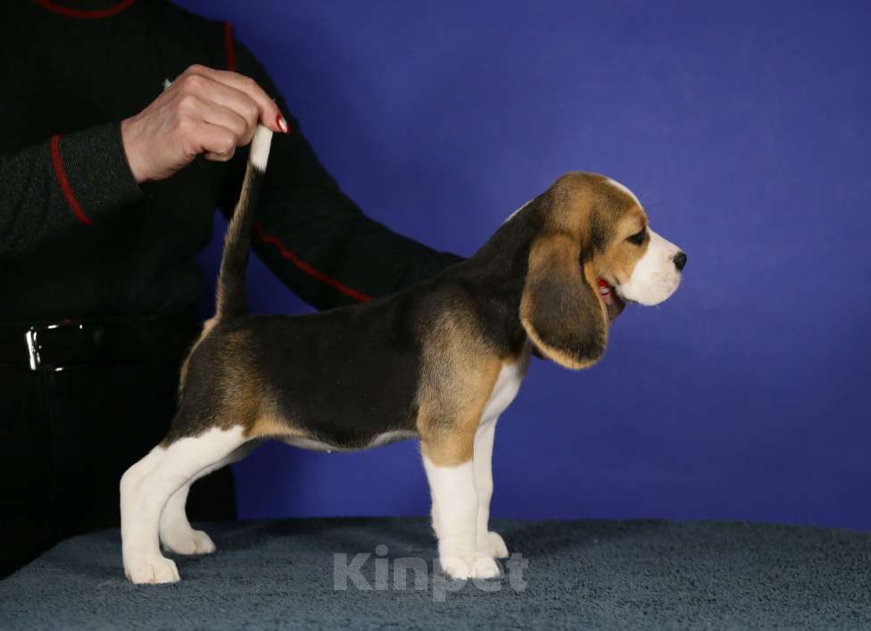 Собаки в Москве: Щенки бигль п-к Кара Урус Разнополые, 50 000 руб. - фото 7