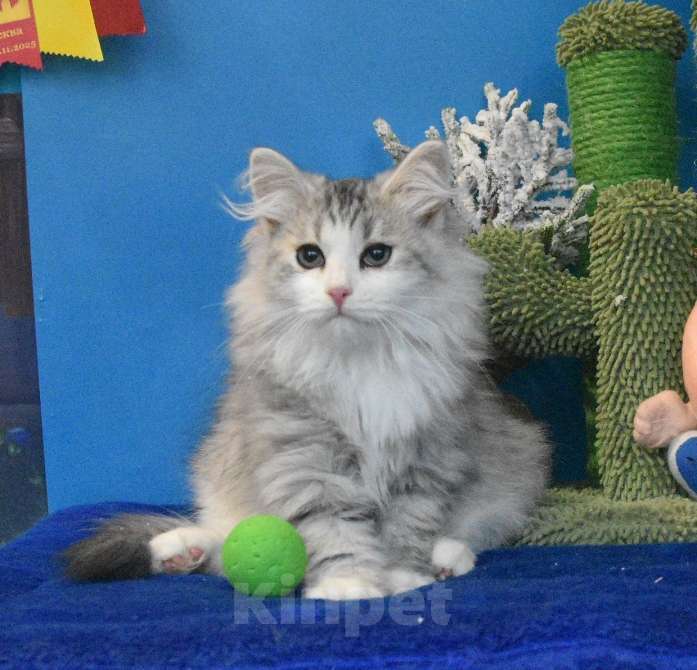 Кошки в Москве: Сибирский котик Мальчик, 45 000 руб. - фото 1