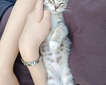 Кошки в Москве: Котенок в добрые руки Девочка, Бесплатно - фото 2