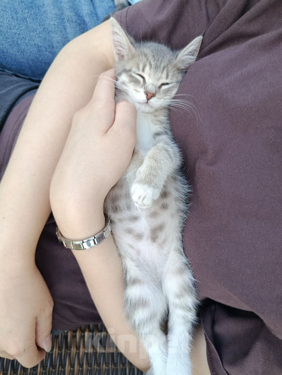 Кошки в Москве: Котенок в добрые руки Девочка, Бесплатно - фото 2