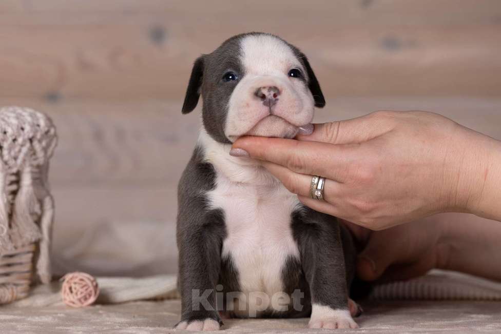 Собаки в Королеве: Американский булли Мальчик, 200 000 руб. - фото 10
