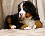 Собаки в Москве: Щенки Бернского зенненхунда Мальчик, Бесплатно - фото 6