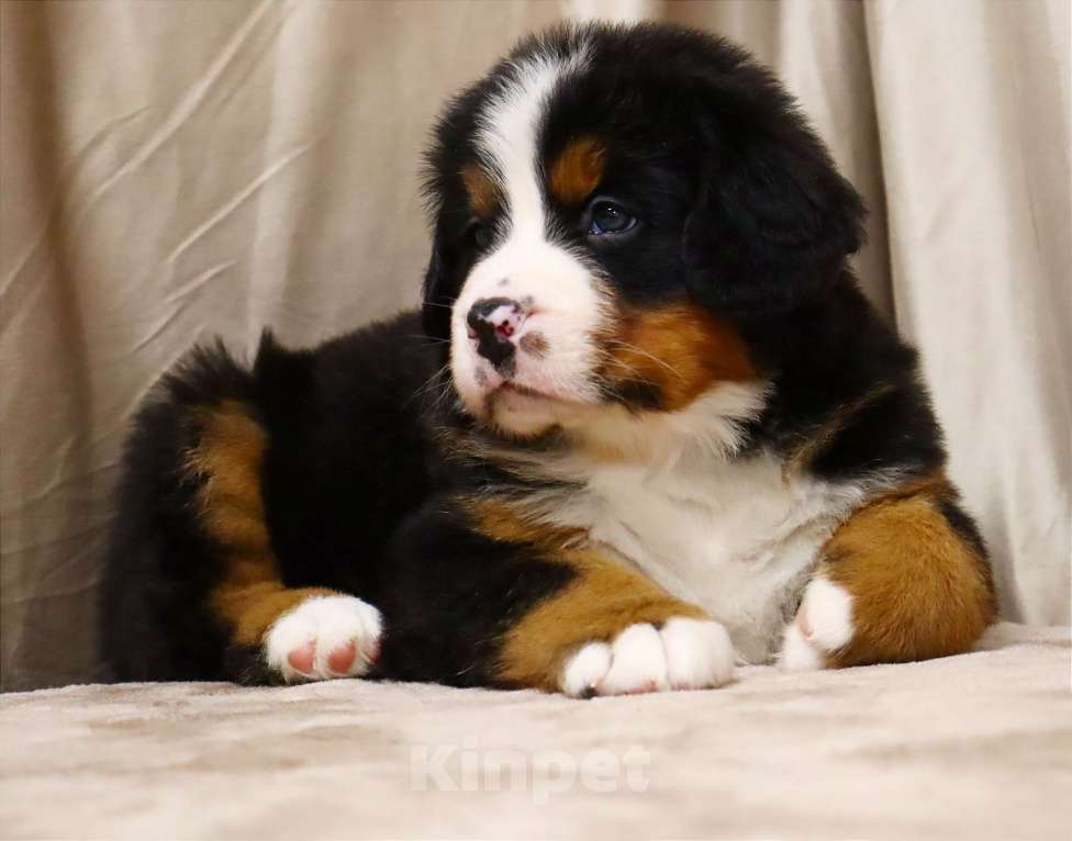 Собаки в Москве: Щенки Бернского зенненхунда Мальчик, Бесплатно - фото 6