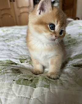 Британская короткошерстная шиншилла котенок
